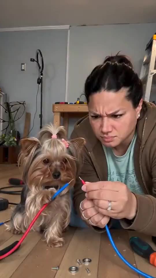 Electric Shock Meme AI: You, Your Dog, Two Wires and Sooty Hair Tutorial — RemixMeme Guide