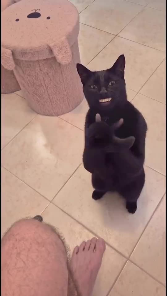 Clapping Cat: Make Your Pet Grin and Clap Like the Black Cat: Make This Meme Video Online