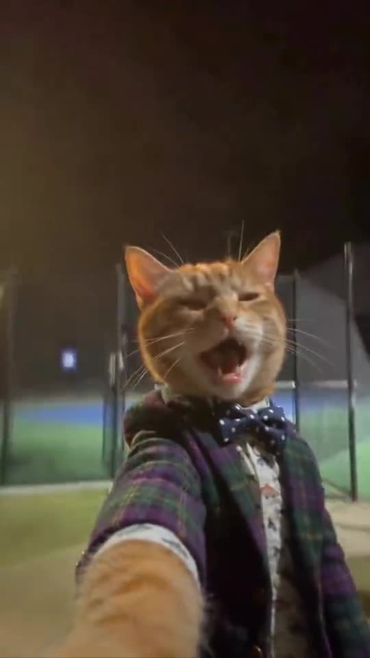 I Wanna Love You Cat Trend: Your Pet Sings the Viral AI Selfie: Make This Meme Video Online