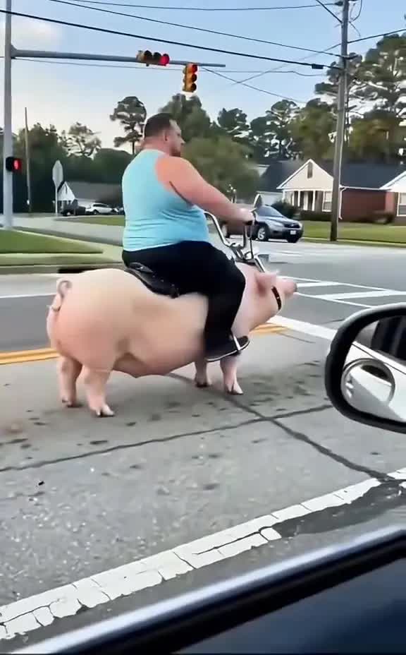 Pig Riding AI Video · 1 AI meme video preview