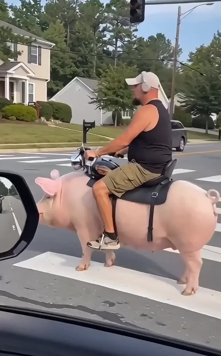 Pig Riding AI Video · 2 AI meme video preview