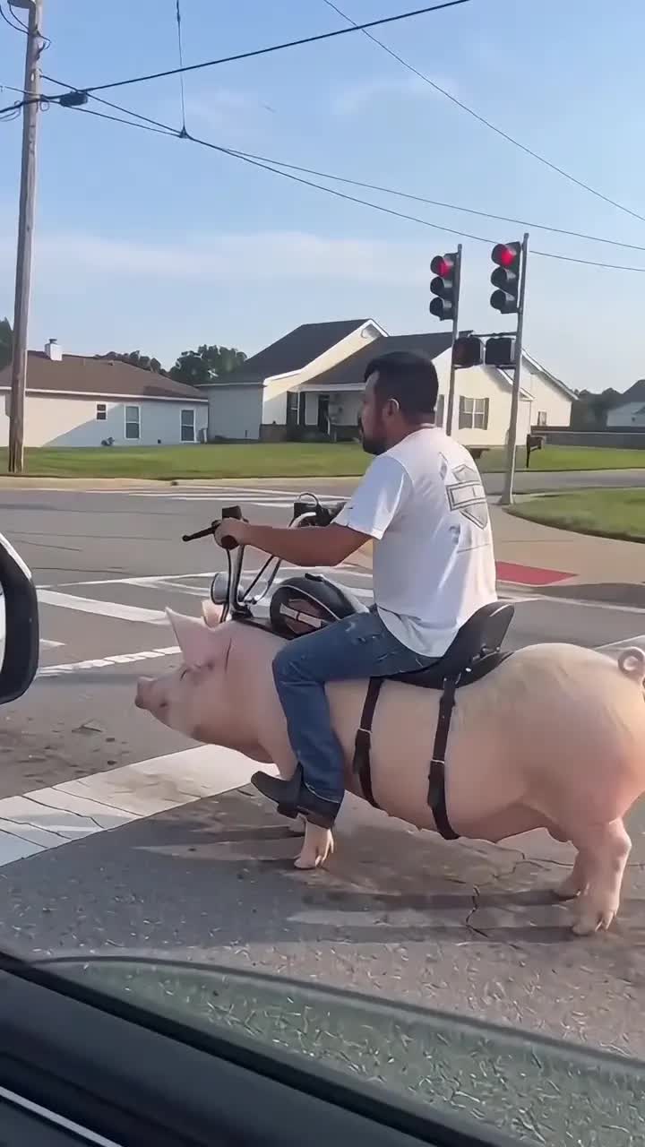 Pig Riding AI Video · 3 AI meme video preview