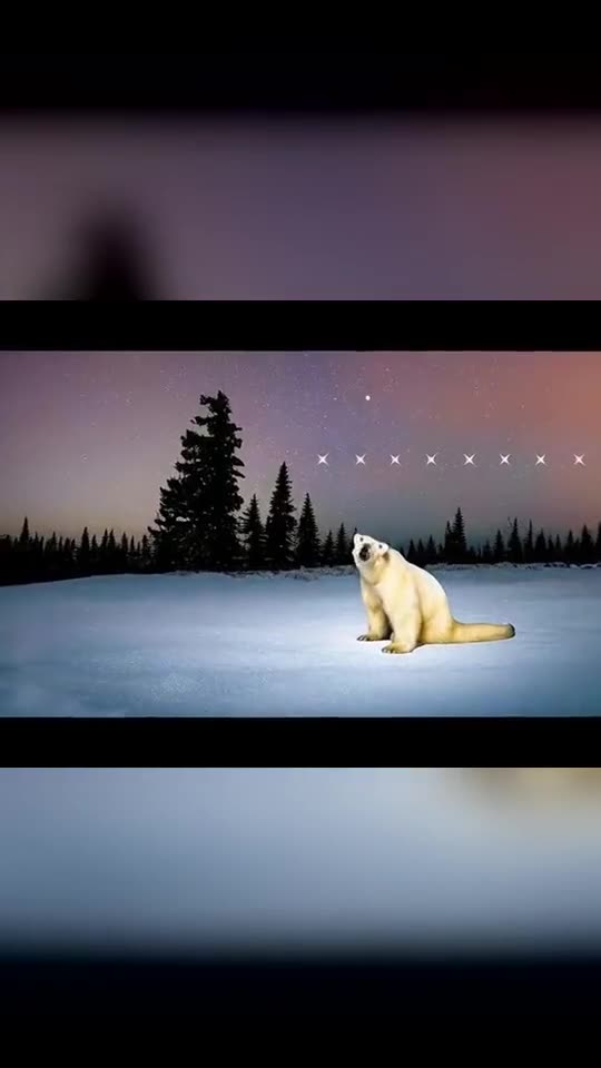 Create a Polar Bear 2026 AI: Sing Remember November From One Photo With Your Photo