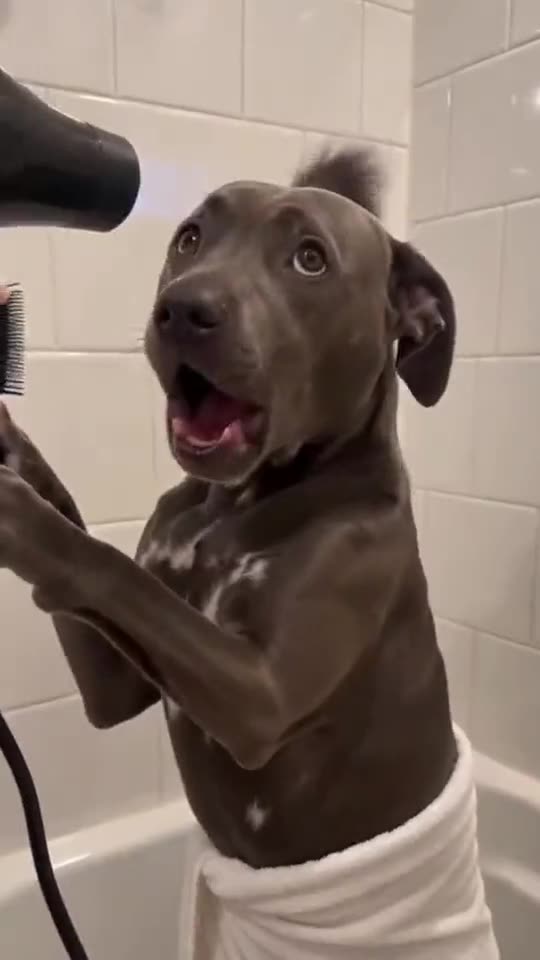 Turn Your Photo Into a Singing Dog AI Trend: Your Dog Blow-Dries Its Fur and Sings