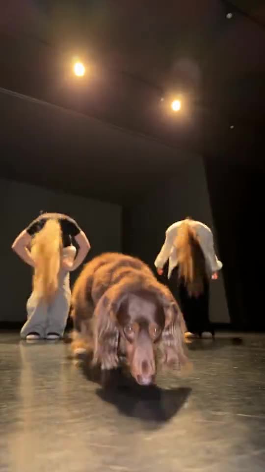 Single Ladies Dog Dance: Your Pet Takes Center Stage Tutorial — RemixMeme Guide