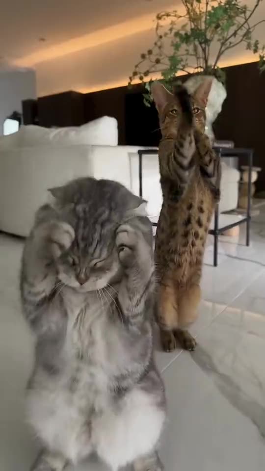 Create a Smalltown Boy Cats: Put Your Two Pets in the Viral AI Dance With Your Photo