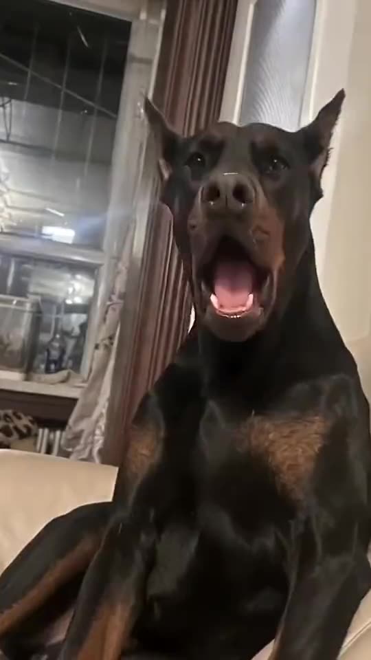 Whining Dog Meme: Make Your Dog Whine Like the Viral Doberman: Make This Meme Video Online
